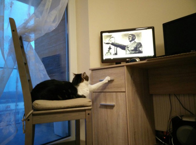 That's why I can't leave my cat alone near a computer