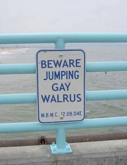 Jumping Gay Walrus