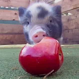 Micro Pig Eating an Apple