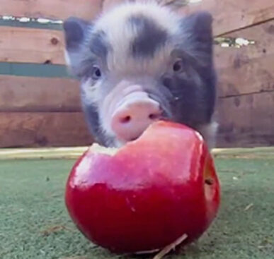 Baby Micro Pigs Eating A Gigantic Looking Apple