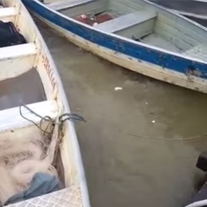 Piranhas Feeding On Meat Is Insane