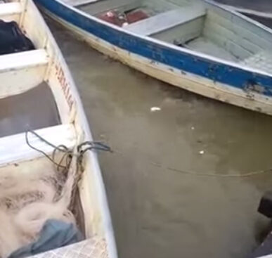 Piranhas Feeding On Meat Is Insane