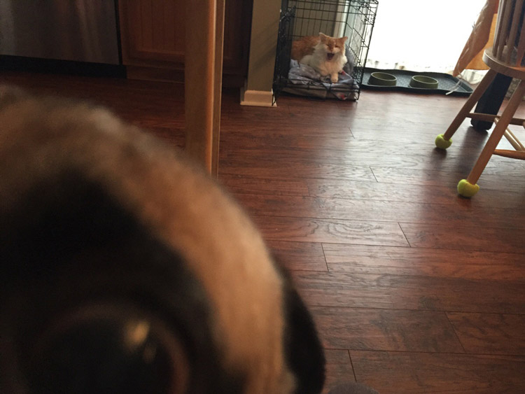 Pug evicted by the cat