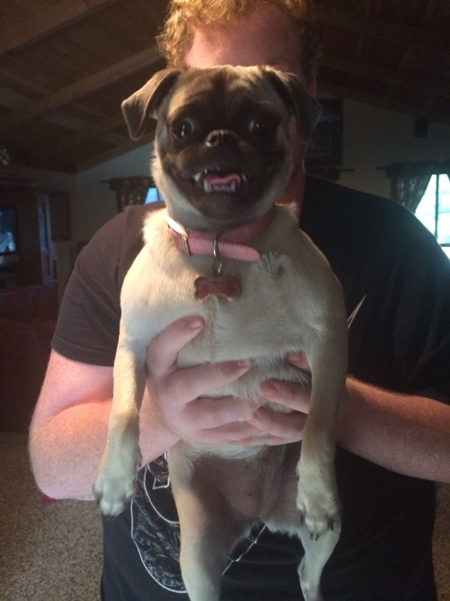 My pug 'smiles' for pictures