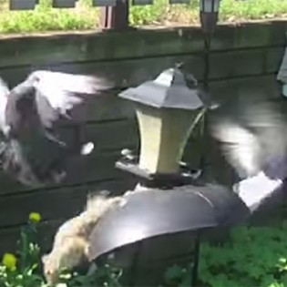 Squirrel Leaps Onto Pigeons