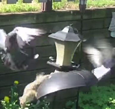 Hungry Squirrel Leaps Straight Onto Pigeons
