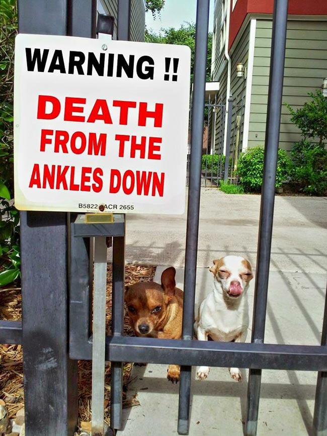Funny Dog Warning Sign