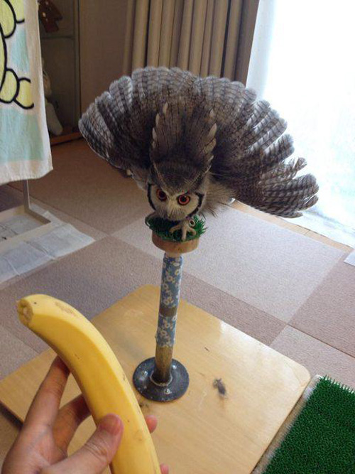 Do not present banana to owl
