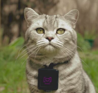 Cats Collar Camera: Catstacam Auto-Uploads to Instagram