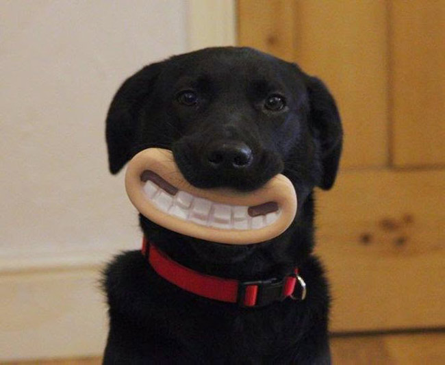 Funny dog chew toy