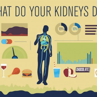 How do kidneys work?