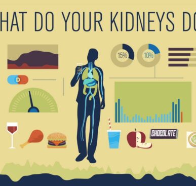 How Your Kidneys Work