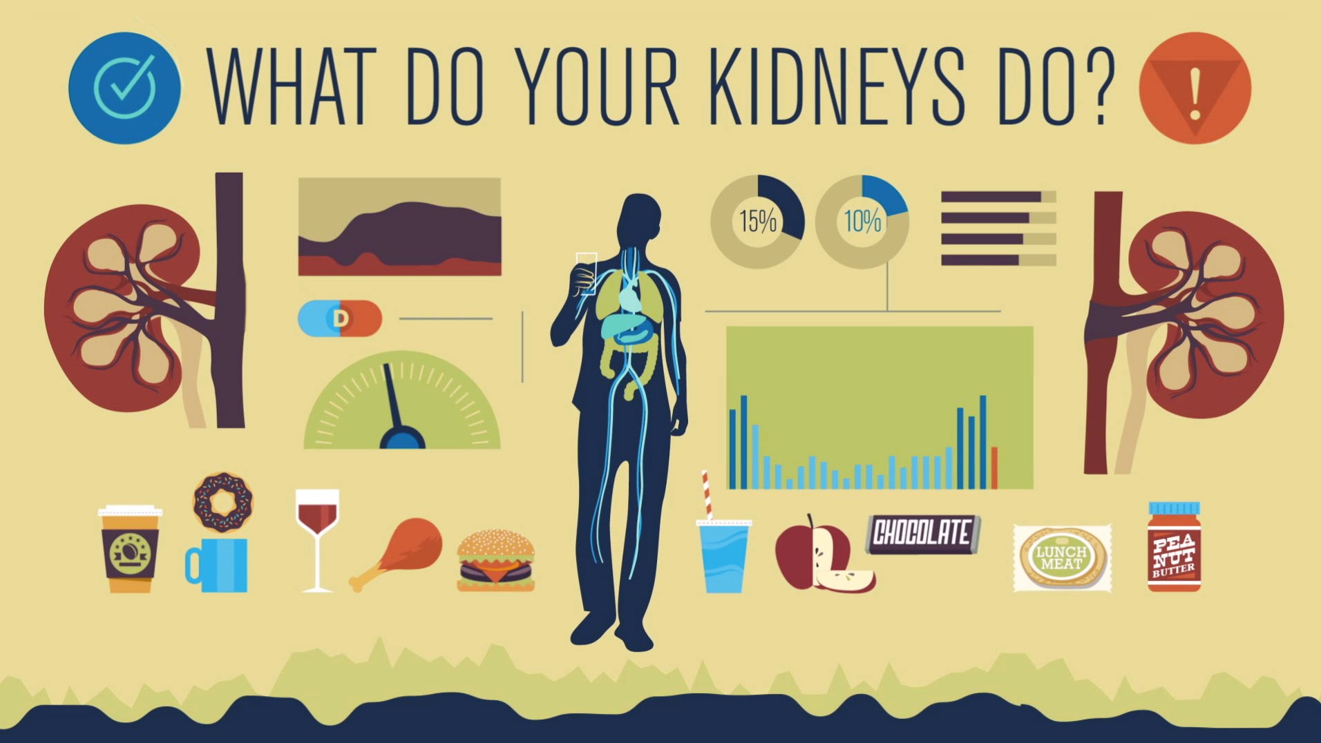 How Your Kidneys Work