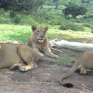 Lion Opens Car Door At Safari Park