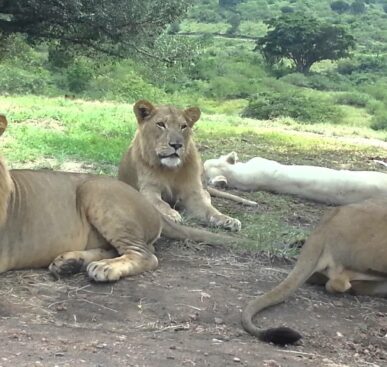 Lion Opens Car Door At Safari Park