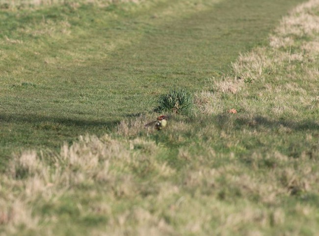 Weasel Fighting a Woodpecker by Martin Le-May