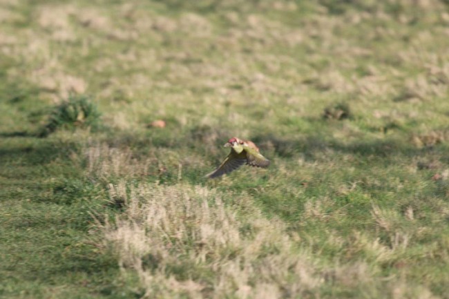 Weasel on Woodpeckers Back by Martin Le-May