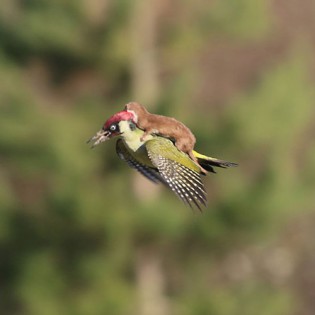 Weasel Riding Woodpecker by Martin Le-May