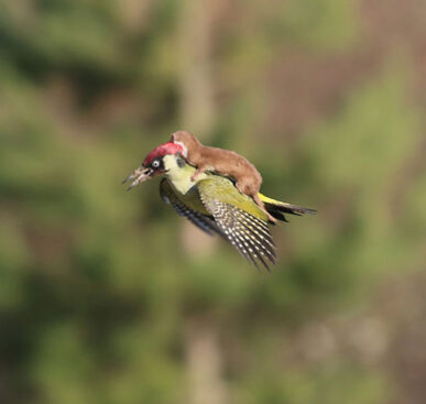 Weasel Riding A Woodpecker