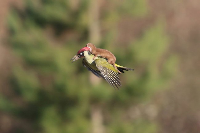 Weasel Riding Woodpecker by Martin Le-May
