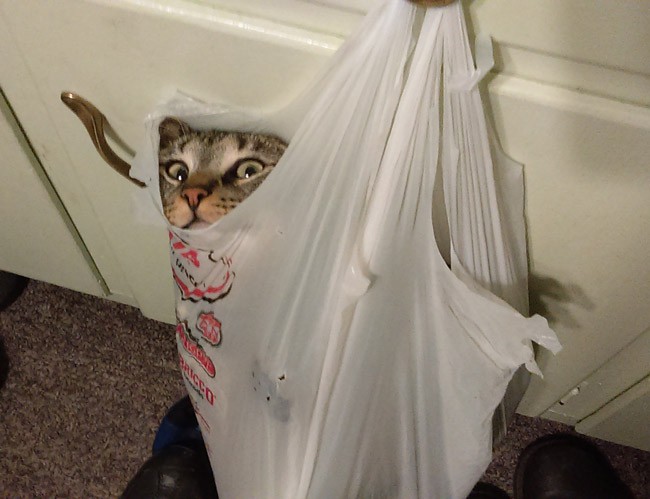 My wife's cat likes to get high on nip and "hang" out in bags or he meows incessantly until he does