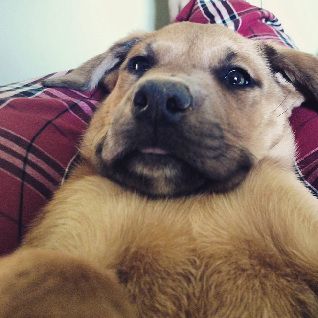 Dog Selfie