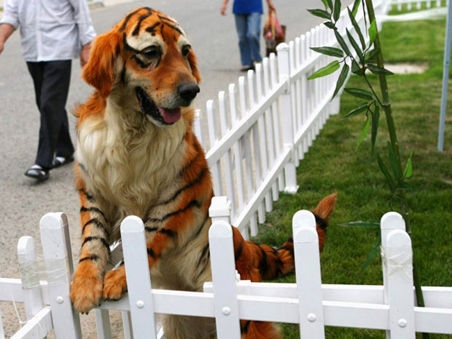 What you get if you order a tiger from ebay..