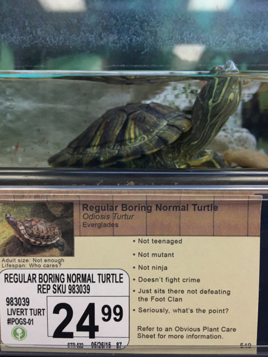 Boring Normal Turtle