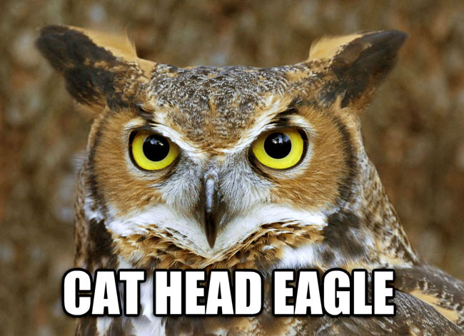 Cat Head Eagle