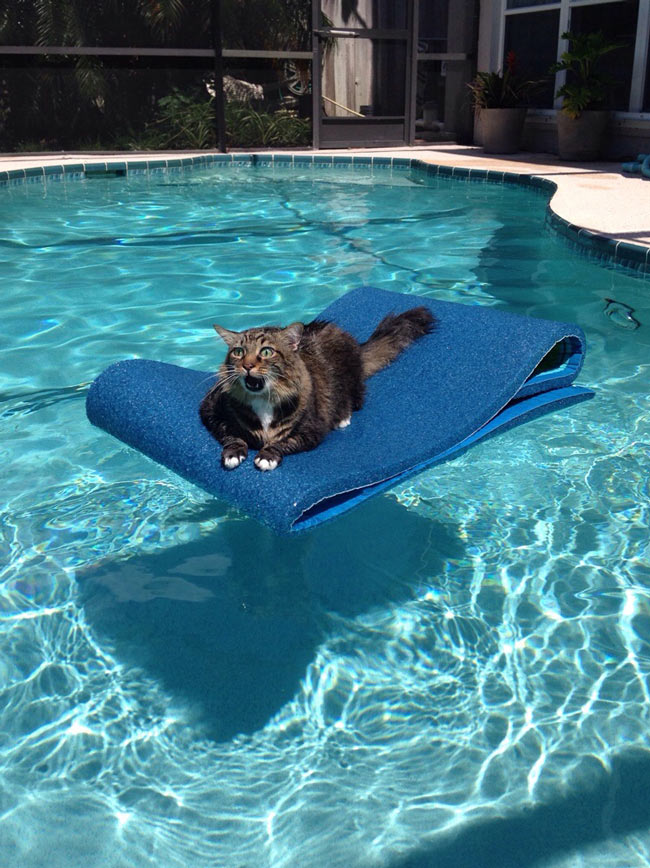Cat stuck in pool