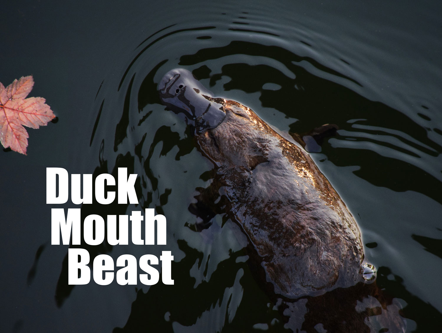 Duck Mouth Beast