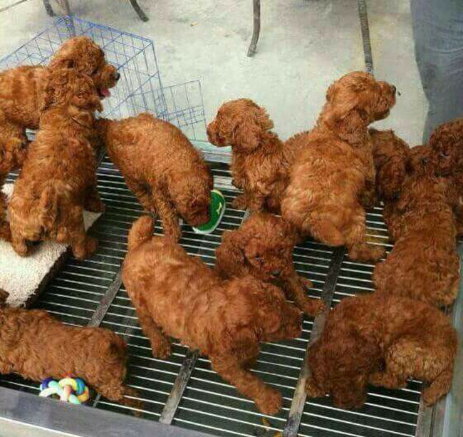 Fried Chicken Puppies - KFD