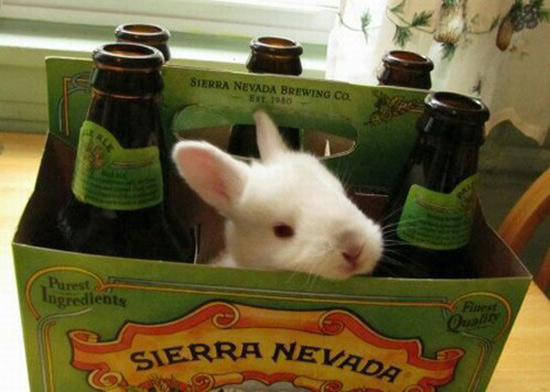My beer needed more hops.