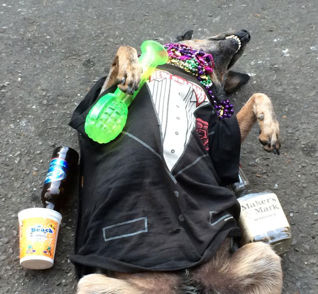 A homeless guy on Bourbon Street trained his dog to play "passed out".