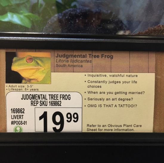 Judgmental Tree Frog