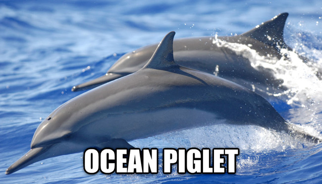 Ocean Piglet
