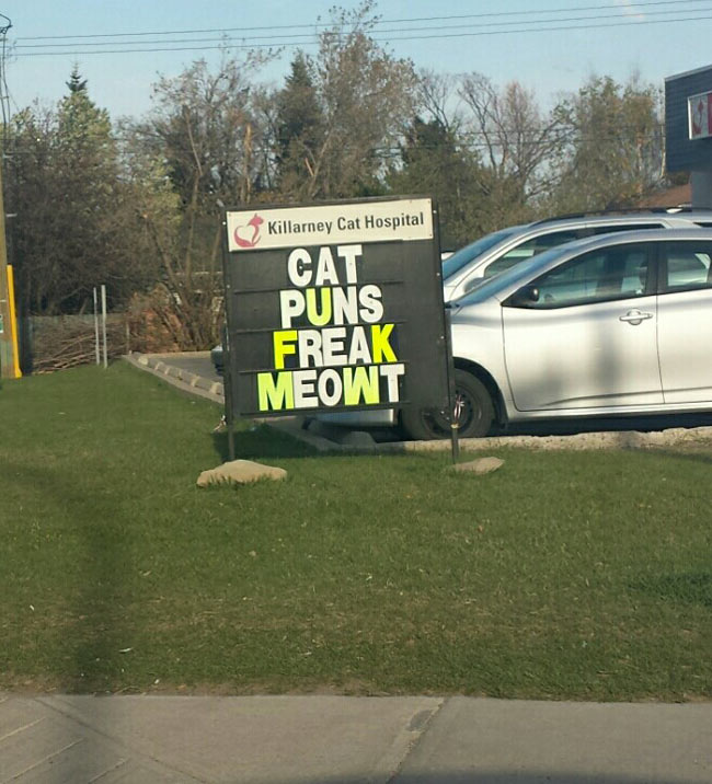 You cat to be kitten me!