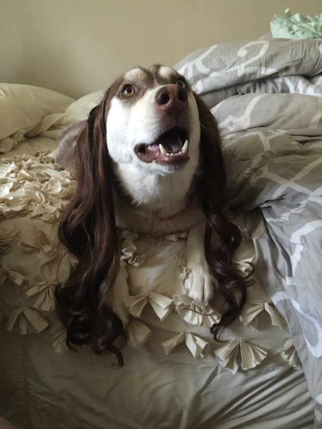 So I put hair extensions on my dog.