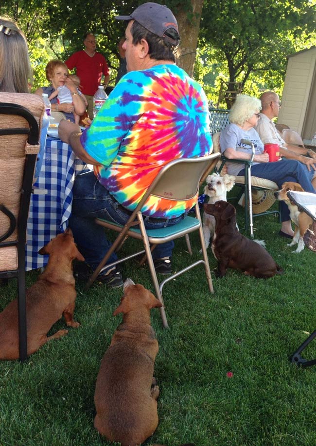 Who’s been feeding the dogs under the table?