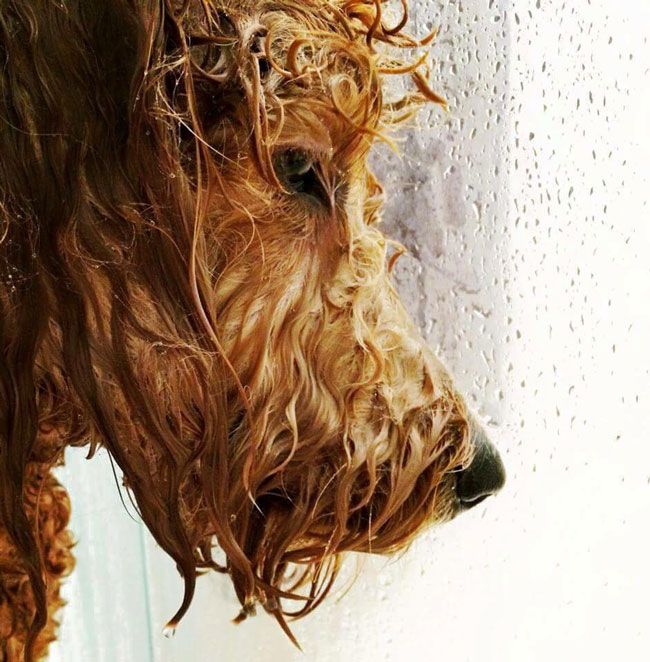 Dog in the shower look like he’s about to drop the hottest album of 2015.