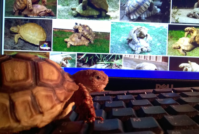 Tortoise porn