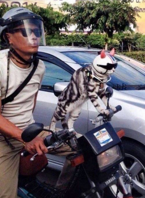 This cat is cooler than you. Deal with it.