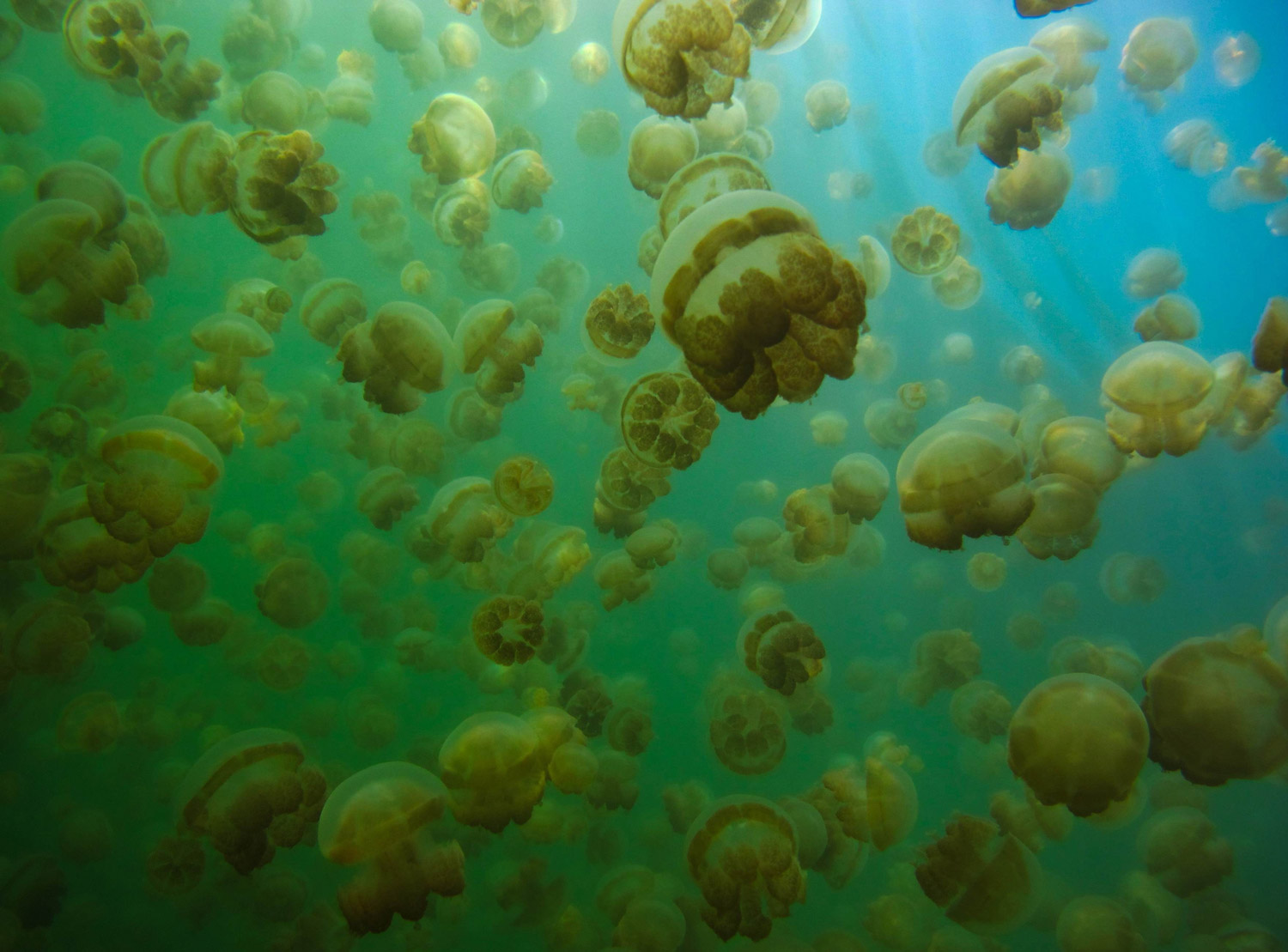 Jellyfish Lake on Eil Malk Island, Palau