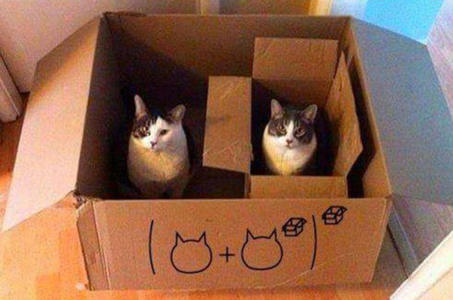 cat math