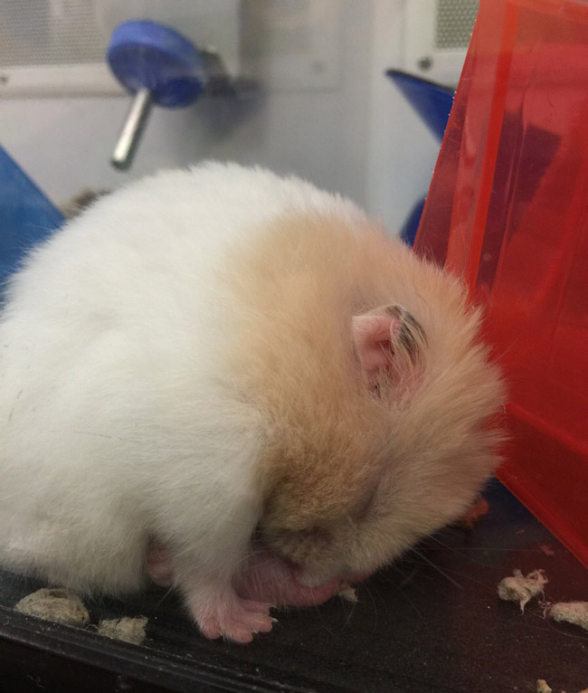 A hamster using his balls as a pillow