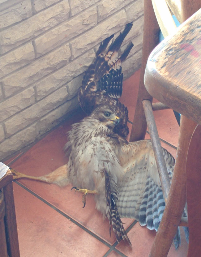 This hawk came into my house this morning and made a complete fool of himself, Hawkwaaaaaaaaard.