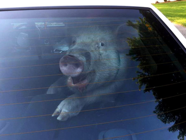 Ridiculously photogenic stray pig taken into custody by the Detroit police.