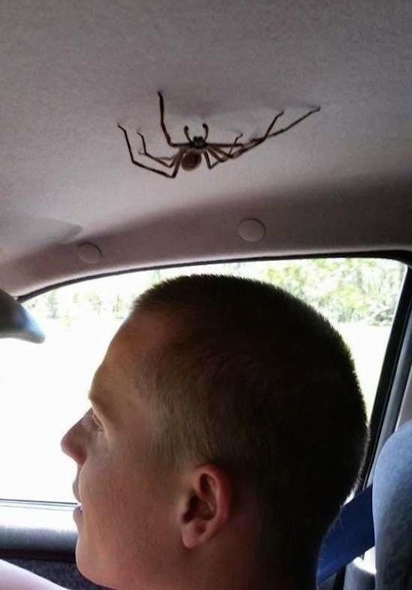 Spider in the car