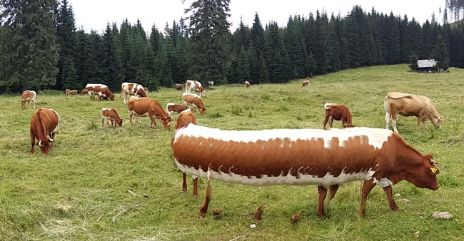 We were doing a panorama until a cow decided to move