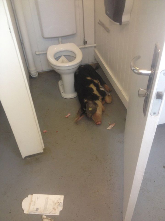 Pig asleep in toilet
